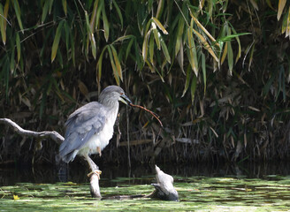 Young bird of black crowned night heron picks up a twig and he is doing a practice for hunting above a pond.