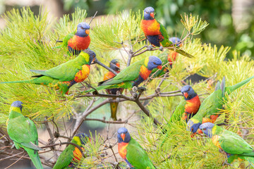Group of colourful lorikeets in Australia all chatting together on a tree outdoors