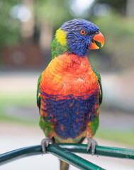 Close up of a colourful lorikeet in Australia sitting on a green metal bar outdoors
