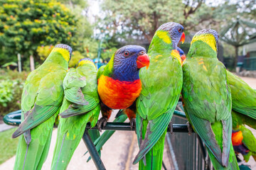 Lone colourful lorikeet looks directly into the camera while all the other lorikeets have their backs to the camera