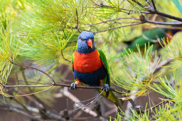 Colourful lorikeet sitting alone on a branch outdoors in tropical Australia.