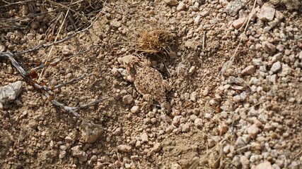 Horned lizard toad in the desert section from Tehachapi Pass on the Thru Hiking footpath PCT (Pacific Crest Trail) in California, USA. 