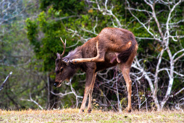 A deer in the forest