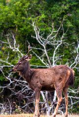 A deer in the forest