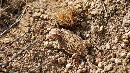 Horned lizard toad in the desert section from Tehachapi Pass on the Thru Hiking footpath PCT (Pacific Crest Trail) in California, USA. 