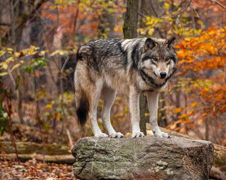Ever on Watch - America's heritage and folklore is brought to life with tales of the wolf
