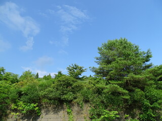 真夏の里山風景