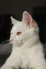 White cat