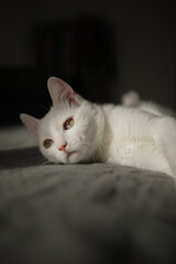 White cat