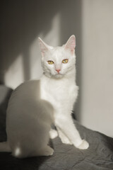 White cat