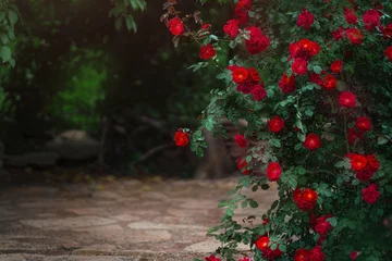 Deurstickers Beautiful garden with blooming rose bushes in summer © grape_vein