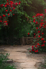 Beautiful garden with blooming rose bushes in summer - obrazy, fototapety, plakaty