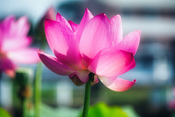 Obraz premium 夏の日差しを浴びて輝く、美しい蓮の花たちの共演