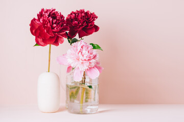 Red peony flower in a vase on a pastel pink background, copy space