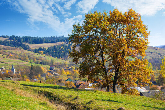 tree in fall foliage on the hill. autumnal rural scenery on a sunny day. village in the distant valley