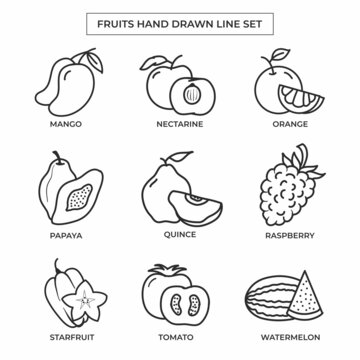Hand drawn fruits with line art setFruits hand drawn with line art set