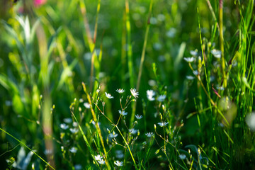 Closeup of white flowers on blurred green background. Ecology cover page concept.