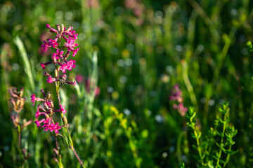 Meadow with pink, yellow, violet flowers. Nature blurred background.