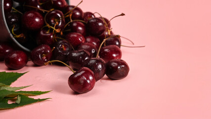 Pile of cherries with stalks and leaves on pink background.