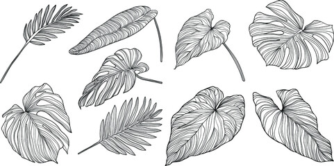 Leaves isolated on white. Tropical leaves. Hand drawn vector illustration