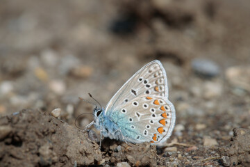 Common blue butterfly ( Polyommatus icarus) takes up minerals from wet loam.