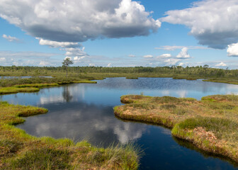 Fototapeta na wymiar traditional bog landscape with blue swamp lake, gorgeous clouds, mire plants, moss, grass lichens, bog pines