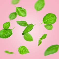 Fototapeta premium Flying basil leaves on color background