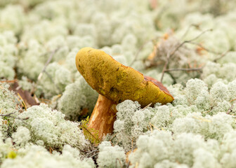 Wild mushroom in the forest, traditional forest background with grass, moss, lichens and dry branches, autumn forest texture, autumn