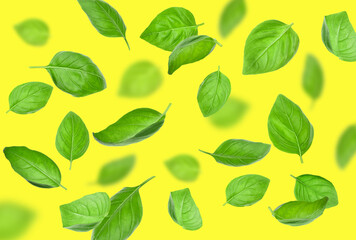 Flying basil leaves on color background
