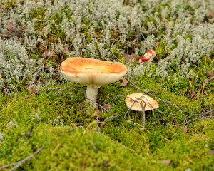 natural forest background, wild mushroom in the forest, traditional forest background with grass,...