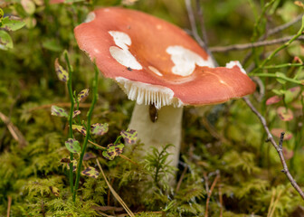 natural forest background, wild mushroom in the forest, traditional forest background with grass,...