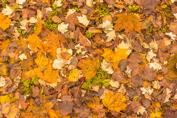 autumn leaves background