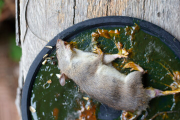 Dirty rat in glue trap.Mice caught in a mouse trap glue trap