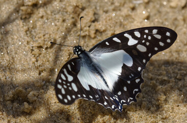 Graphium Angolanus or Angola White Lady Butterfly in Shore of Lake Malawi Southern Africa
