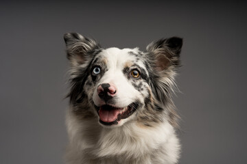 A portrait of an Australian collie blue merle isolated on a gray background