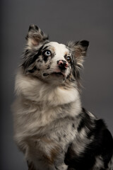 Vertical portrait of an Australian collie isolated on a gray background