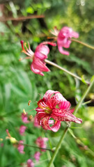 Lilium martagon or Turk's cap lily pink purple. Bloom time. Selective Focus. Natural Vivid Background With Wild Nature. Floral Wallpaper