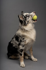 Vertical portrait of an Australian collie with a tennis ball isolated on a gray background