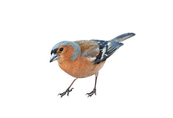 Chaffinch (Fringilla coelebs) male on springtime, isolated on White background