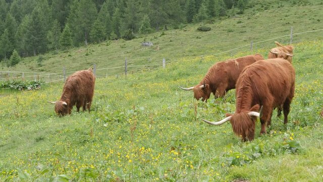 Herd of highland cattle, an old Scottish breed of cattle, characterized by long horns and a shaggy coat, grazing in an alpine meadow against the backdrop of the mountains.