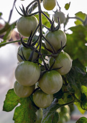 bunches of small cherry tomatoes in a film greenhouse, autumn