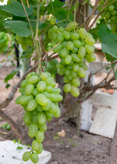 a bunch of grapes in a greenhouse, grape growing in a greenhouse, autumn harvest