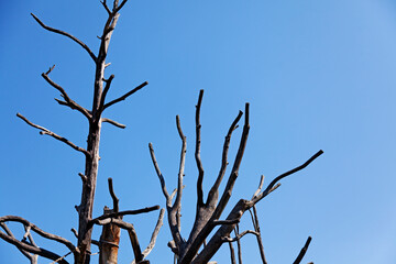 dead trees for monkeys to climb