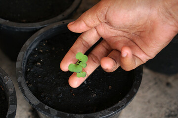 human hand touches a small plant in a planting pot.     