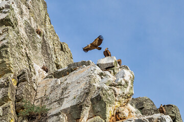Griffon vultures, Gyps fulvus in Monfrague National Park. Extremadura, Spain