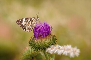 The marbled white butterfly sitting on purple knapweed flower on a summer sunny day. Blurry green, brown and pink background. White straw in the foreground. Sunny summer day in the field.
