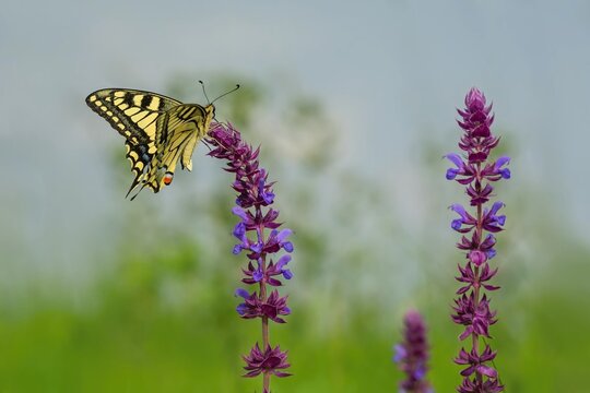 Beautiful yellow, black, blue and red old world swallowtail butterfly, Papilio machaon, sitting on sage flower growing in a meadow. Green grass and blue sky  in the background. Sunny summer day.