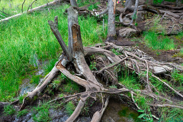damaged remnant of an old tree stump in the forest