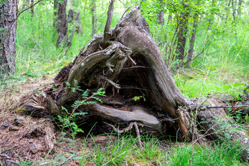 damaged remnant of an old tree stump in the forest