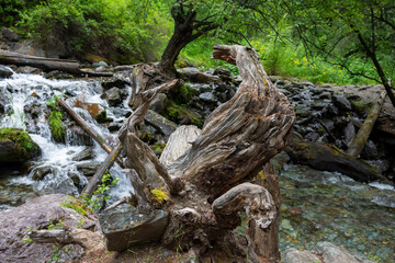 damaged stump of an old tree in a mountain stream